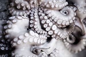 octopus_polpo